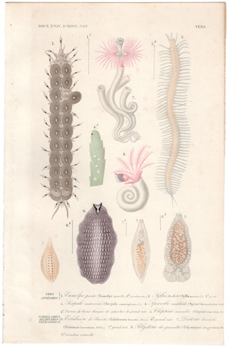 Annelids